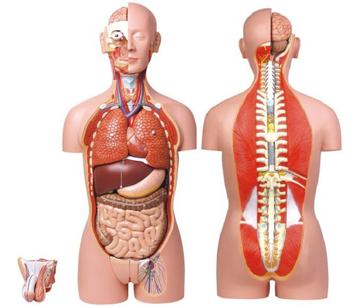 康人男、女兩性人體背部開放式半身軀干模型KAR/10003