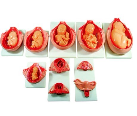  高級胎兒妊娠發(fā)育過程模型XC-414  