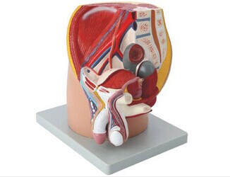    男性盆腔正中失狀切面模型（4部件）KAR/15101  