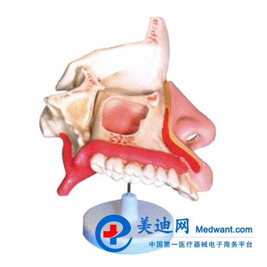 益聯(lián)  鼻腔解剖模型  M2048