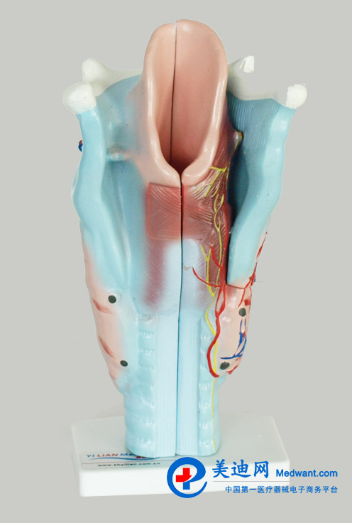益聯(lián)  喉解剖模型  YLM/A301
