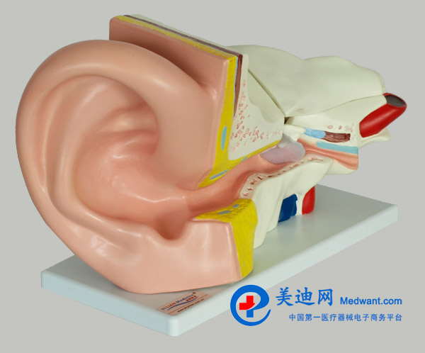 益聯(lián)  耳結(jié)構(gòu)放大模型  YLM2090